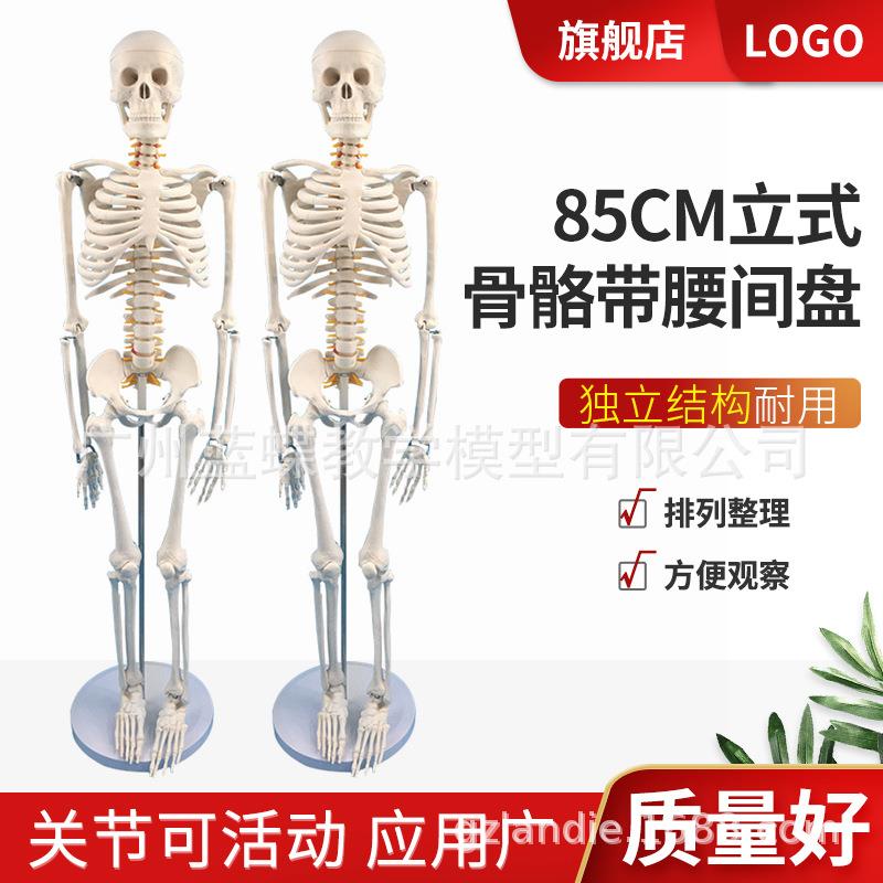85CM人体骨骼带神经带椎间盘模型 骨架附脊柱神经根 立式硬腰椎