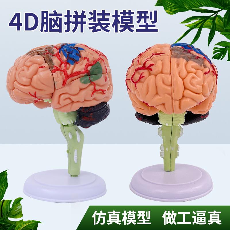 益智拼装玩具人体器官拼装模型大脑模型4D大脑拼装模型 教用医学