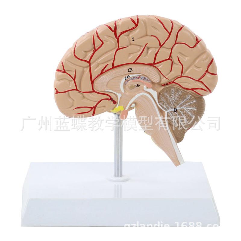 人体脑动脉模型 脑解剖模型 脑模型 半边脑解剖 真人大小 有标识