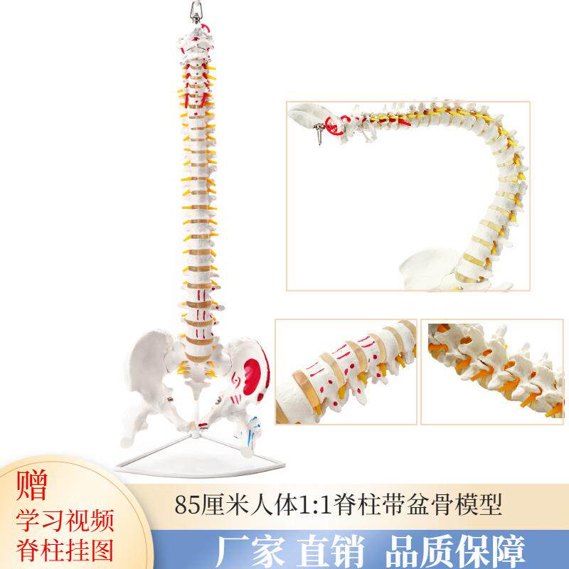 1:1人体脊柱模型成人正骨练习带颈椎腰椎椎间盘彩色脊椎骨骼型模