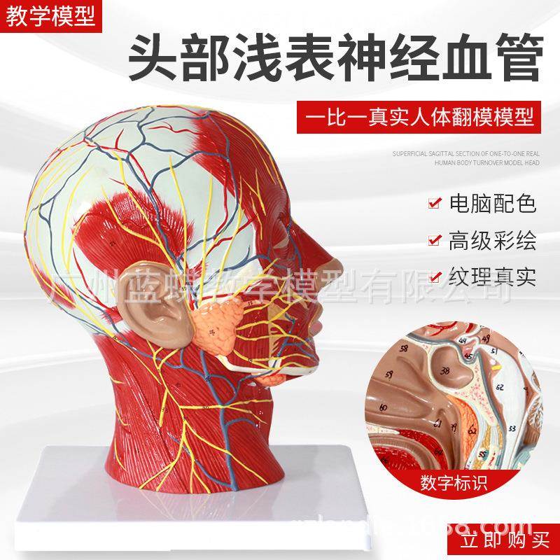 人体头骨带肌肉神经血管模型型 美容面部神经微整形 医学解剖