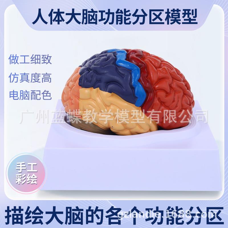 色分脑解剖人体脑模型脑色分模型 脑功能分区域 大脑结构解剖模型