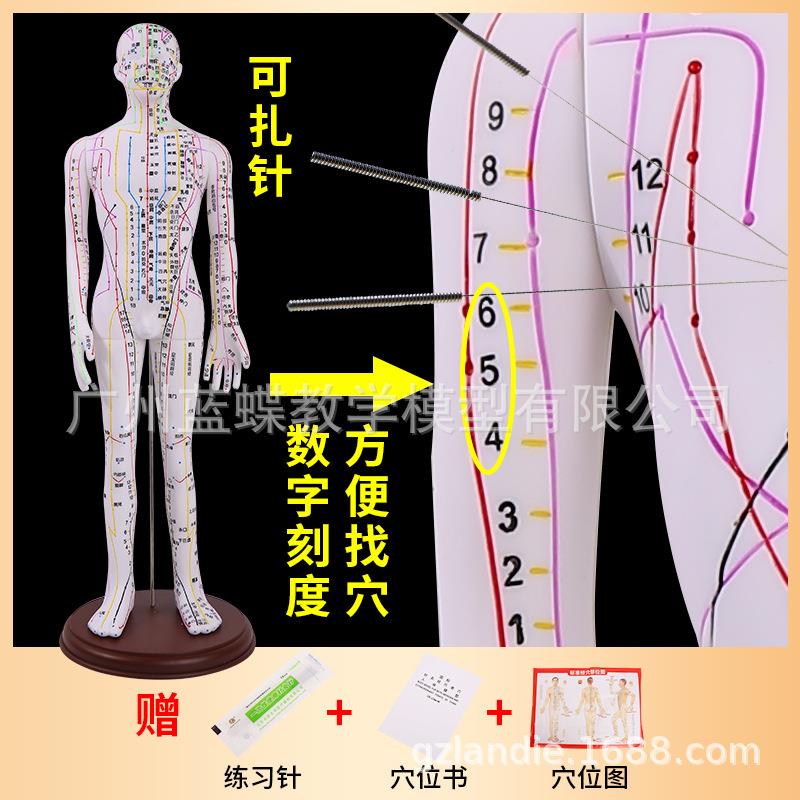 62CM人体经络模型 超清晰经络 男女人体模型 中医针灸穴位模型人