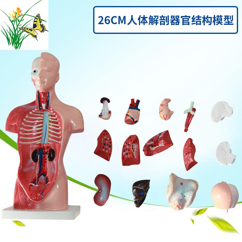 人体模型28CM躯干人体内脏心脏解剖模型医学教具骨骼儿童益智玩具