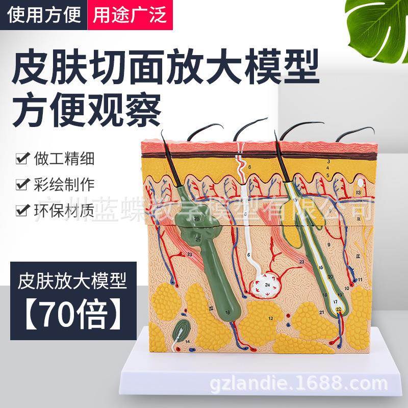 立体皮肤组织结构放大模型层次人体构造分层解剖模具美容整形毛发