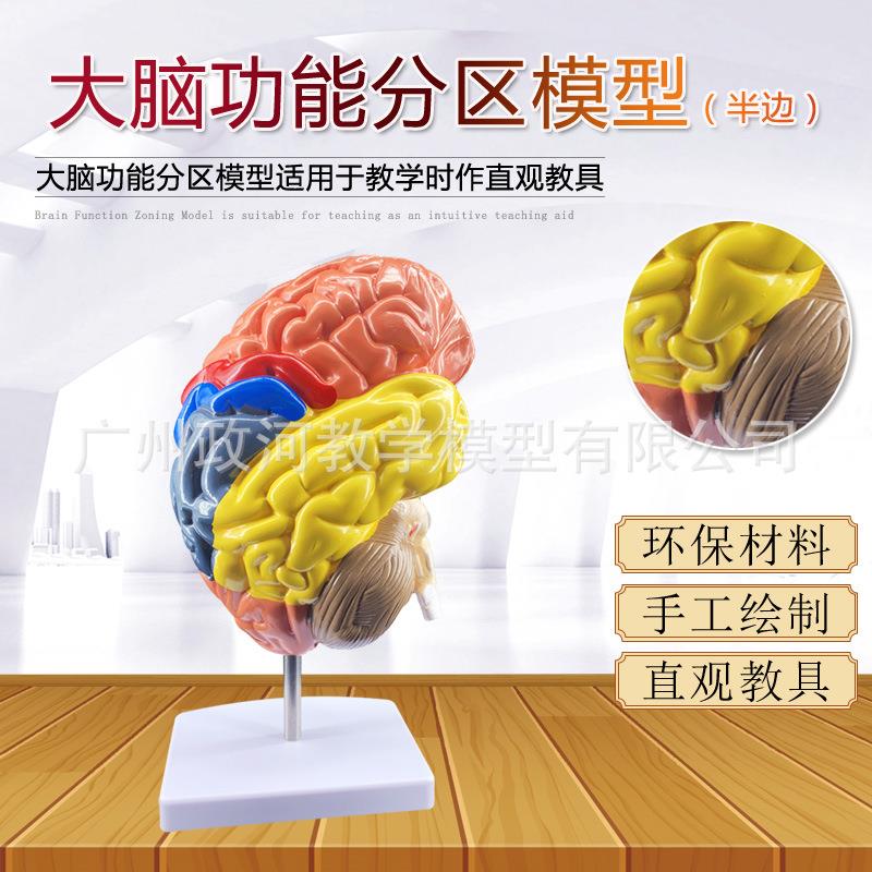 教学仿真脑模型脑分区功能分区脑皮质标本彩色脑模型大脑皮层教具