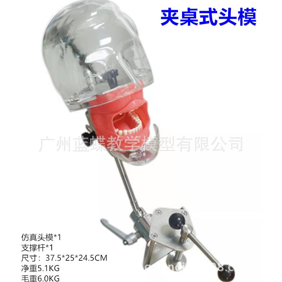 牙科头模 牙齿教学模型 口腔器械材料 齿科耗材 备牙练习简易头模