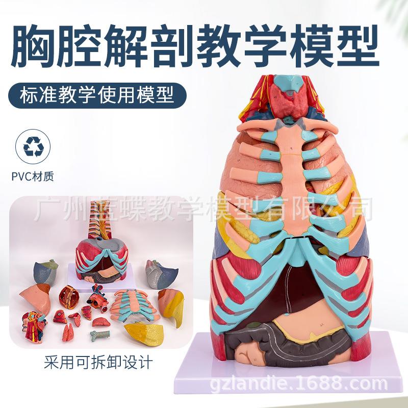 人体胸腔附内脏解剖模型心脏肝肺呼吸系统模型呼吸科医学教具
