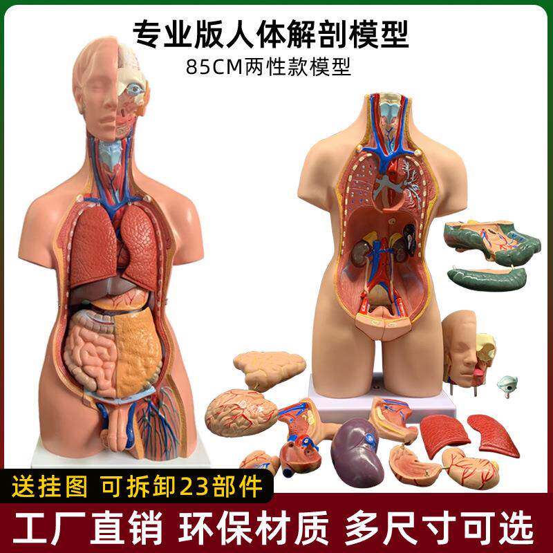 高端医学内脏器官心脏系统结构躯干 人体解剖模型益智器官可拆卸