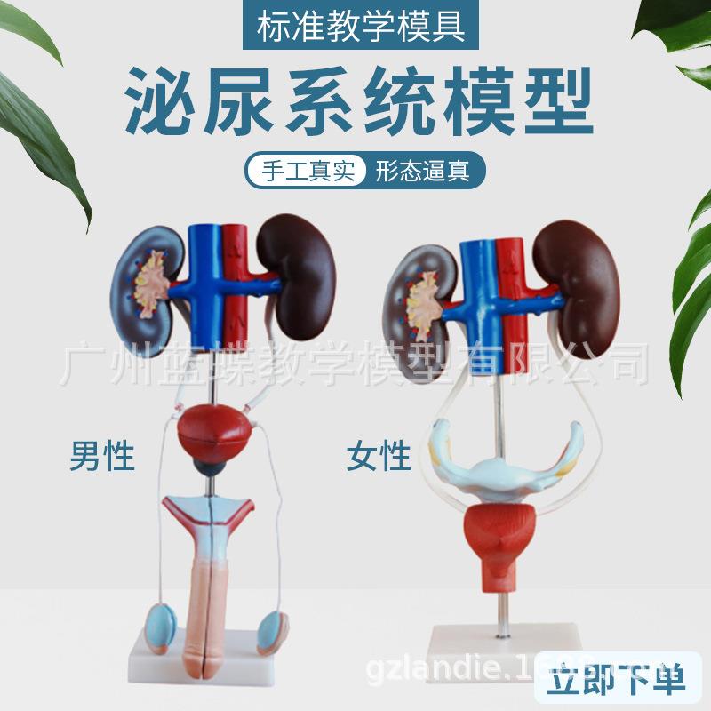 男性泌尿生殖系统解剖模型泌尿系统模型人体泌尿系统解剖模型