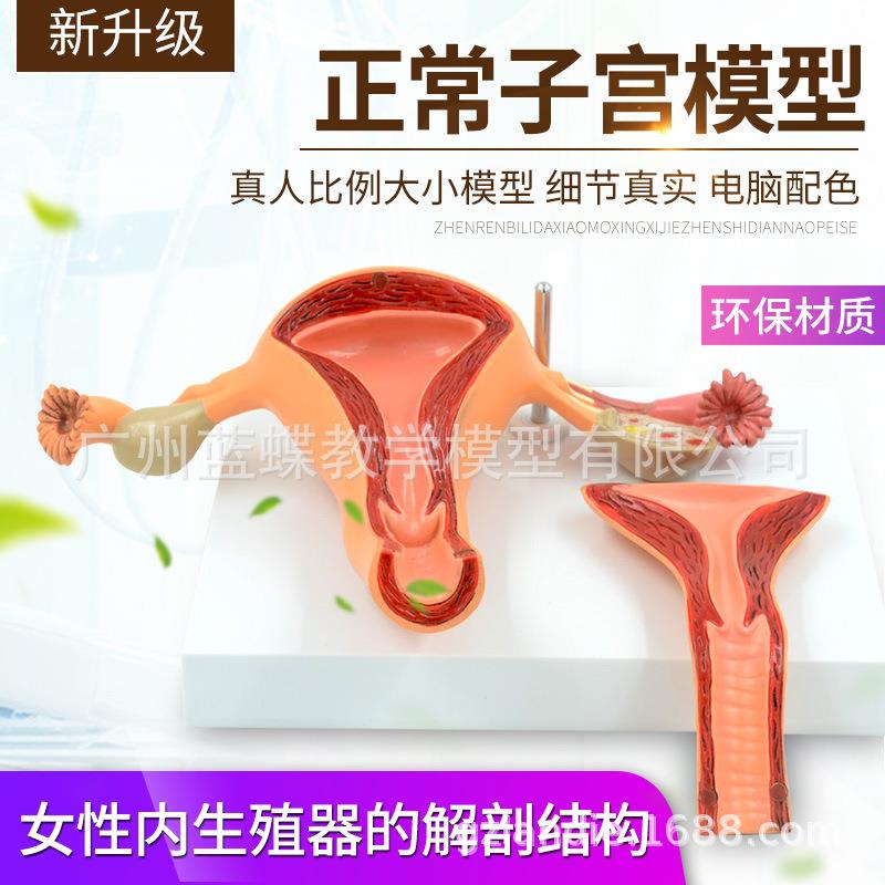 子宫模型 女性内生殖qi官 生殖结构妇科模型子宫解剖模型示教模型