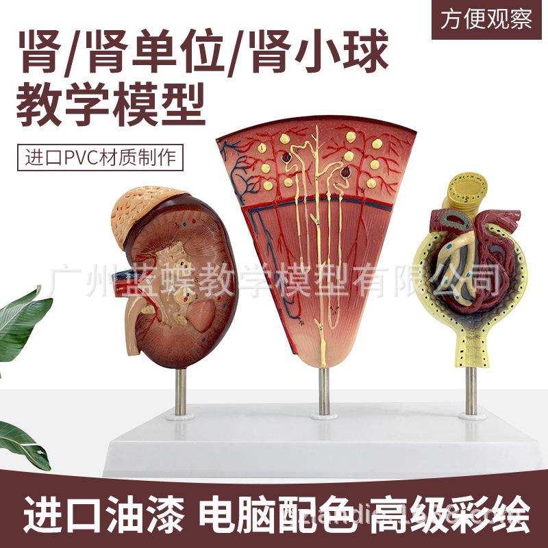 教学仿真人体肾单位肾小球模型 肾脏解剖模型 肾模型肾科教学教具