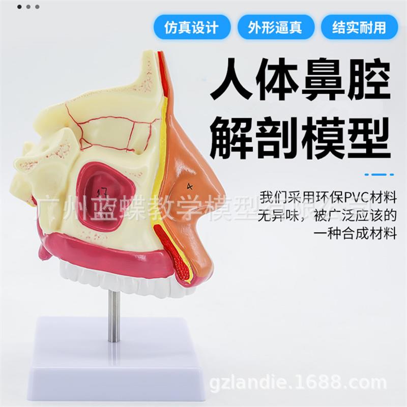 人体鼻腔解剖模型耳鼻喉科医学教学模型鼻腔鼻子口鼻结构组织模型