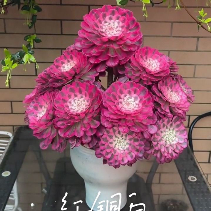 铜壶超白多肉植物法师锦超大颗品种大全肉肉高档好养花卉盆栽绿植-淘宝网