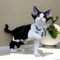 German curly kitten purebred non-shedding black and white open face smart and cute tabby cat pet living