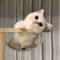 Munchkin short-legged cat kitten Minut short-legged cat kitten three-flowered gold and silver gradient Napoleon pet living body