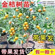 Four Seasons Kumquat Saplings Potted Plants with Fruit Living Room Lucky Plants Indoor Flowers and Green Plants Small Orange Bonsai New Years Eve Flowers