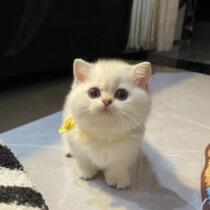 Minute Manchikan bantam purebred kitten Napoleon tabby American Shorthair cat live kitten