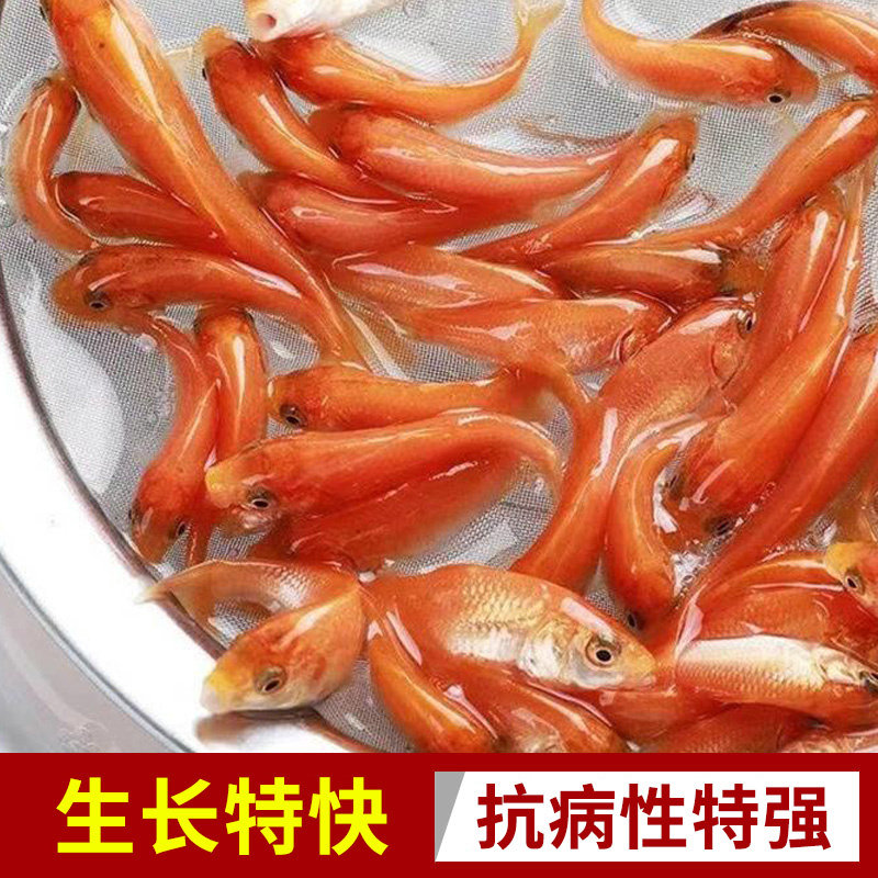 2026年消费升级必囤 | 桂林荷包豆，粉糯清香如何选？