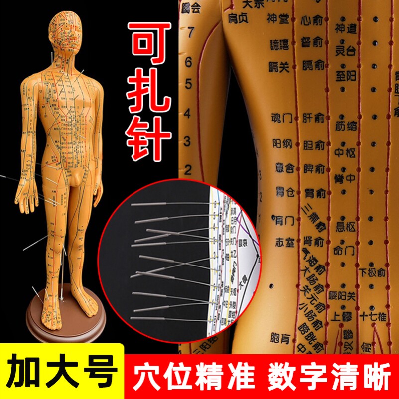 针灸人体穴位经络模型人中医全身十二铜人模特图可扎针练习小皮人