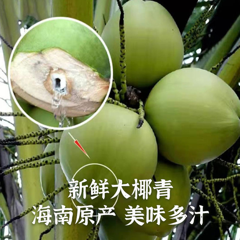 正宗海南新鲜带皮大椰青：当季水果界的清甜王者，孕妇也能安心享用！