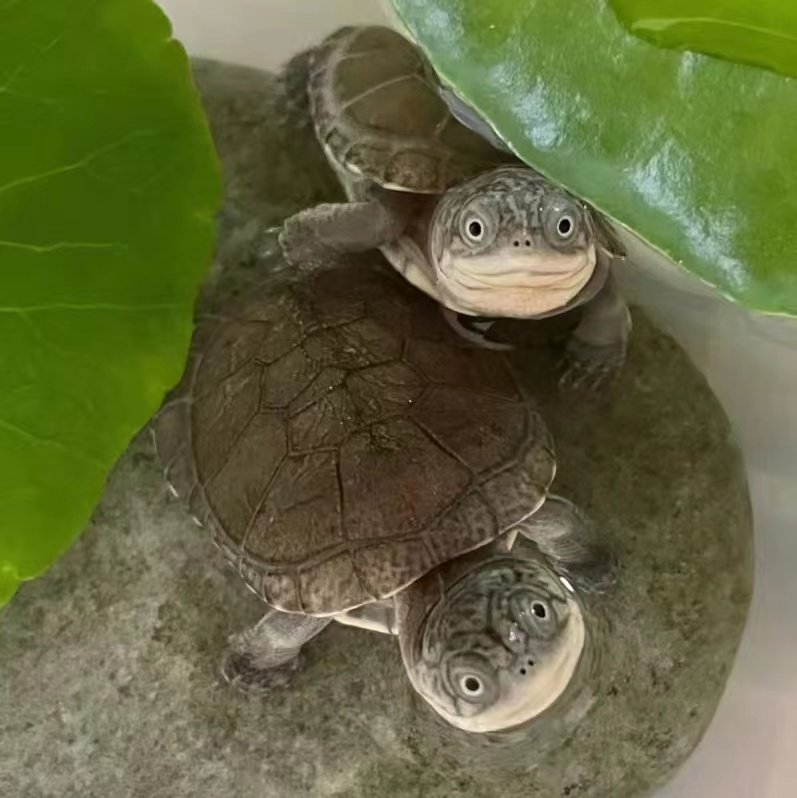 沼泽侧颈龟:西非苗网红仰泳笑脸龟,热带宠物新宠👑-龟-淘宝百科网