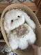 [Finished Gift Box] Handmade Joint Doll Lop-Eared Rabbit Cute Bunny Plush Doll Birthday Gift