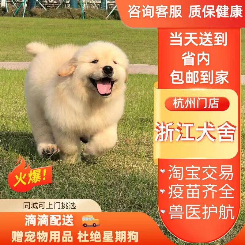 (Zhejiang Dog House) Pure Breed Golden Fur Puppies Racing of Large Dog Pets in Golden Mound Dog Training-Taobao