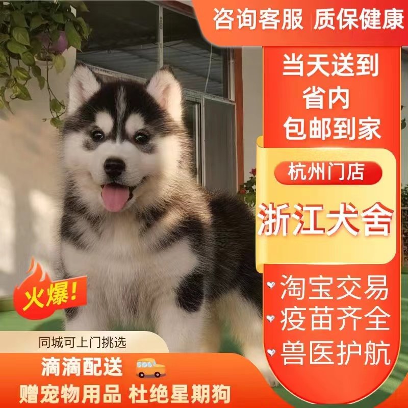 (Zhejiang Dog Sheer) Pure species Haershige puppies triple fire blue eye medium-sized second Hound dog pets dog training-Taobao