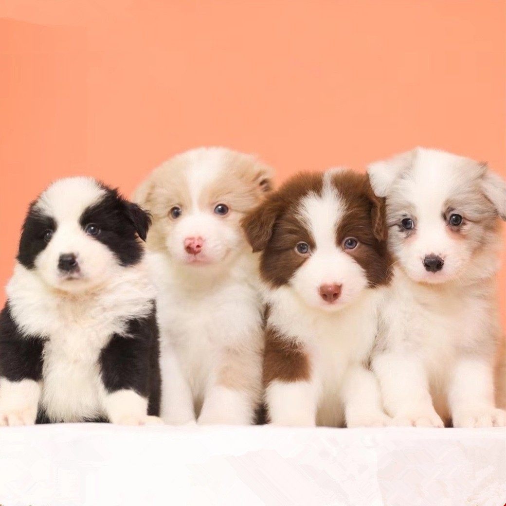 纯种边境牧羊犬幼犬七白三通黑白红色陨石边牧幼犬宠物狗幼崽，萌翻你的小心脏！🐶💖-狗狗-淘宝好物网, image size:1040x1040