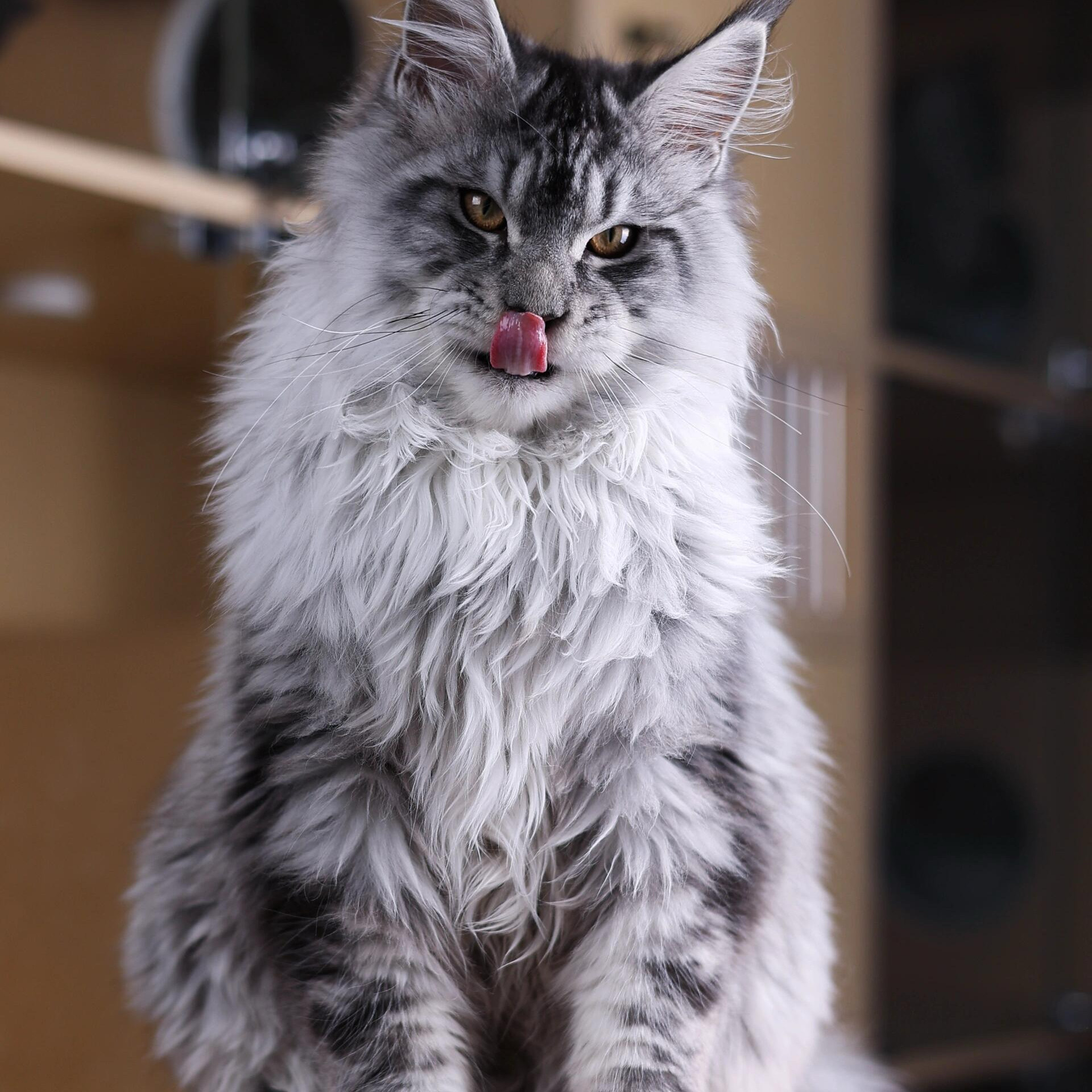 银虎斑美短猫Silver Tabby American Short Hair #银虎斑美短#银虎斑美短新加坡#银虎斑美短马来西亚... | TikTok, image size:1920x1920