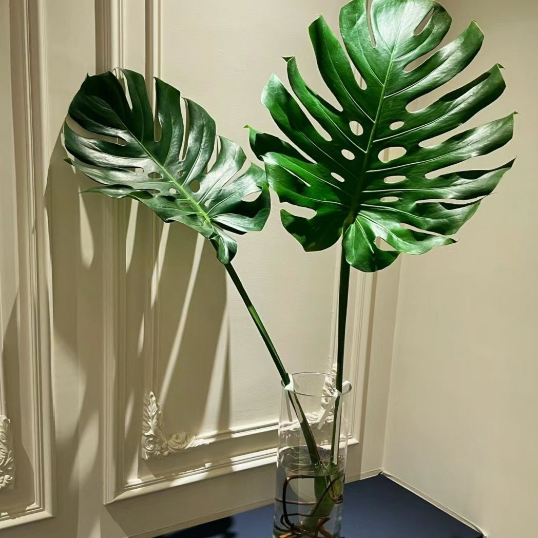 永恒植迹