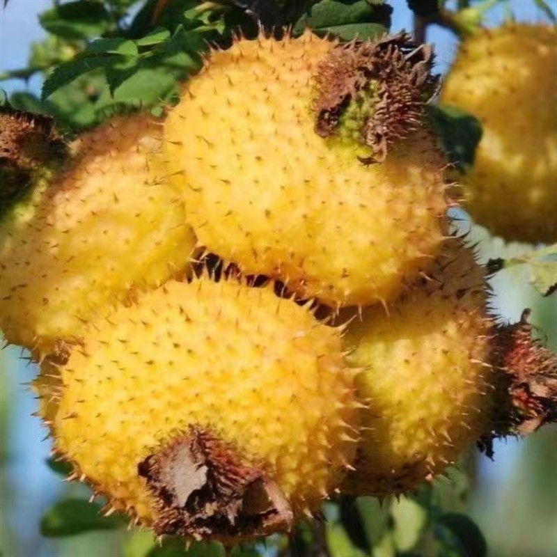 味琳琅刺梨:来自贵州山野的天然宝藏