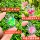 Новая милая светящаяся прозрачная черепаха с блестками diy simulation small animal tide play - ценный подарок для украшения рабочего стола mini 2