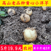 Chongqing stone pillar specialty fresh potato farm self-grown yellow heart small potato fresh potato vegetable 5kg