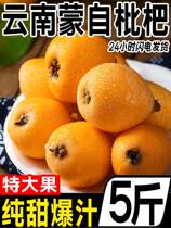 Authentic Yunnan Mengzi loquat in stock seasonal fresh fruit for pregnant women 5 3 pounds star large fruit Pi 9 Pi full box