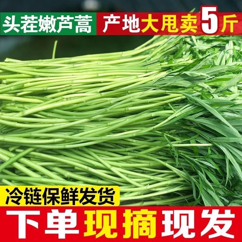 【现摘现发】新鲜芦蒿江苏特产!泥蒿藜蒿吃到停不下来!-叶菜类-淘宝好物网