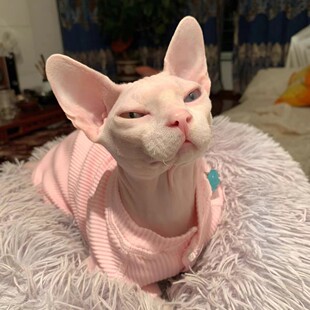 Свободно любимые усыновление чистокровных канадских котят-безшерстных