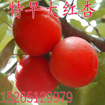 Grafted extra-early large red apricot saplings 508 red apricot seedlings early-maturing red apricots planted in the south and north will bear fruit in the same year