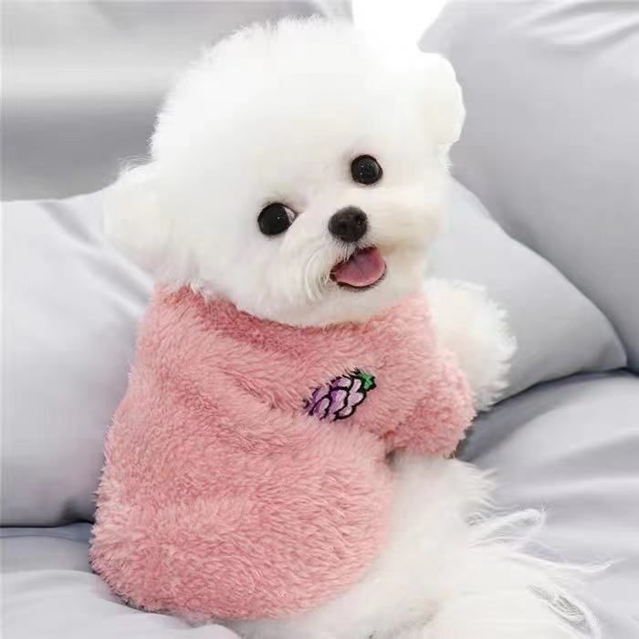 港澳直发！韩系白色法国卷毛比熊犬幼崽，茶杯泰迪宠物新宠，你准备好了吗？