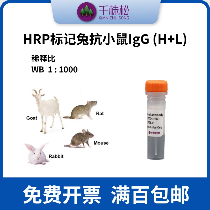 HRP标记兔抗小鼠IgG (H+L)，二抗，WB/ELISA/IHC实验