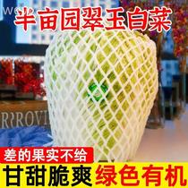 Xinjiang half-acre garden organic jade cabbage fresh lettuce farm-grown and picked green vegetables Chinese cabbage 10 pounds