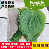 Perilla leaves are fresh and ready to be picked. Chinese medicine bullfrog fish shrimp snail powder spices and perilla leaves.