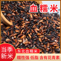 Blood Sticky Rice New Mi Black Rice Black Greuses Rice Purple Rice 5 Catty Zhengzong Purple Ggluous Rice Mixed Grain Rice Group Milk Tea Shop