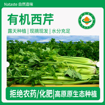 8 pounds of organic celery) fresh celery summer juiced vegetable and fruit drink