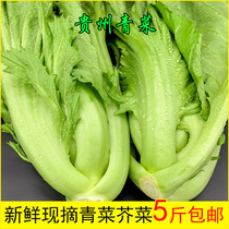Guizhou fresh mustard greens fresh vegetables bitter greens large-leaf broad greens can be used to make sauerkraut pickles and kimchi.