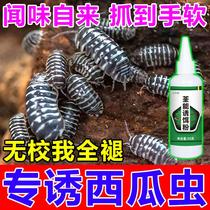 Watermelon insect trapping medicine bait to catch centipedes scorpions mole crickets land bugs earthworms woodlouse mouse women special bait medicine