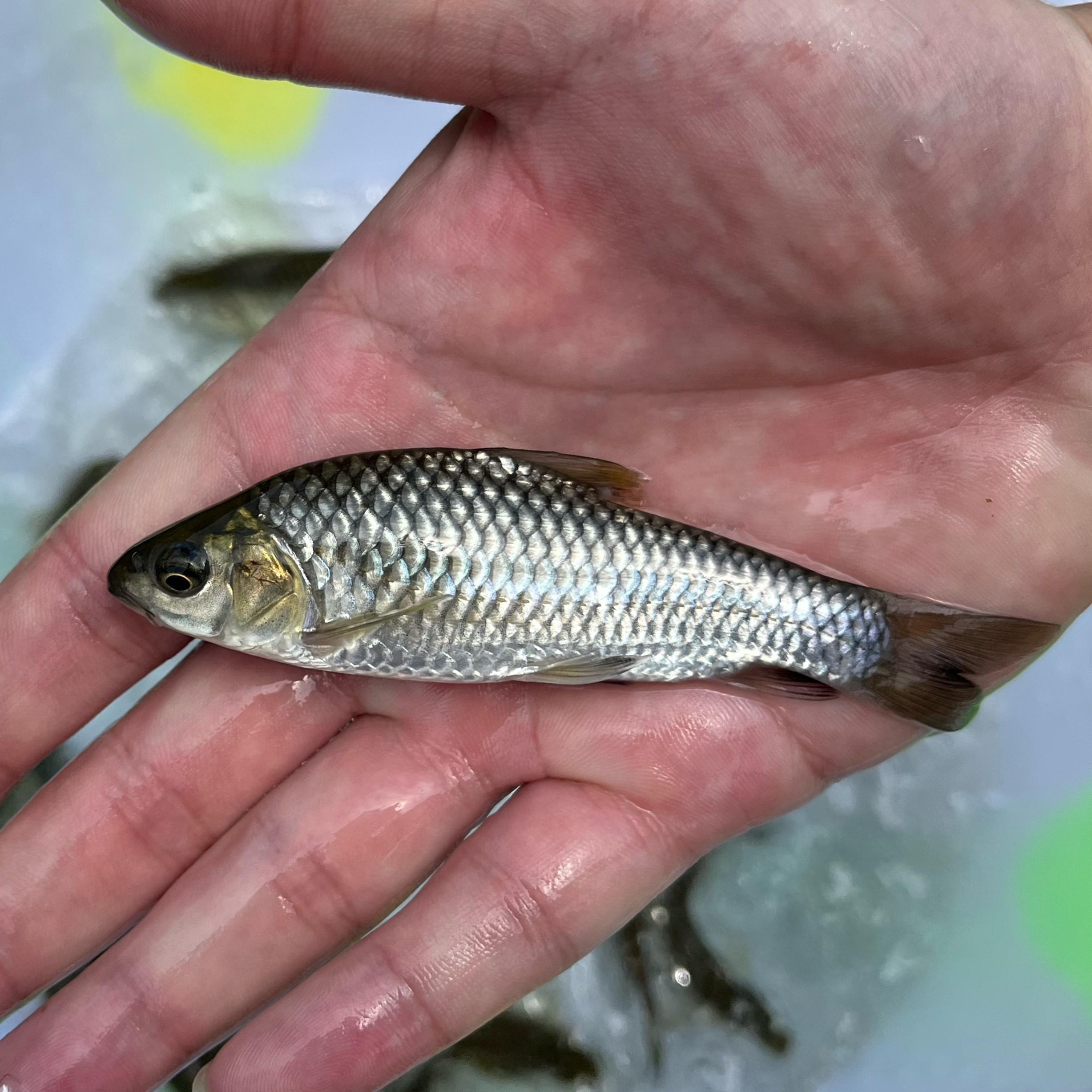 2026 鈷藍鑽石神仙觀賞水族- WODAPET ™︎｜日向沃泰-專業觀賞水族銷售, image size:2455x2455