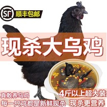 Taihang Mountain 2 куры с черной косточкой на свободном выгуле пять черных цыплят черные цыплята черные цыплята черного феникса и черные цыплята белого феникса теперь в продаже в SF Express.