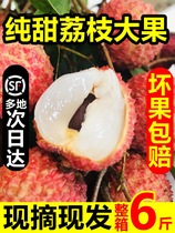 Lychees fresh Gaozhou white sugar poppies now picked laughing concubine black osmanthus leaf flavor 5 fruits in season whole box 6 pounds